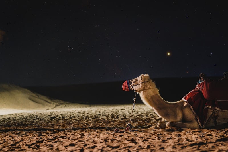 Desert Safari Camel