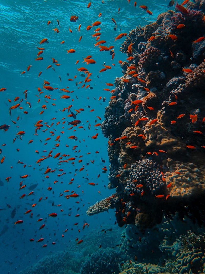 Coral Reef Diving