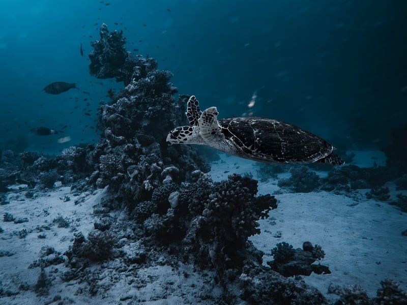 Underwater Adventure