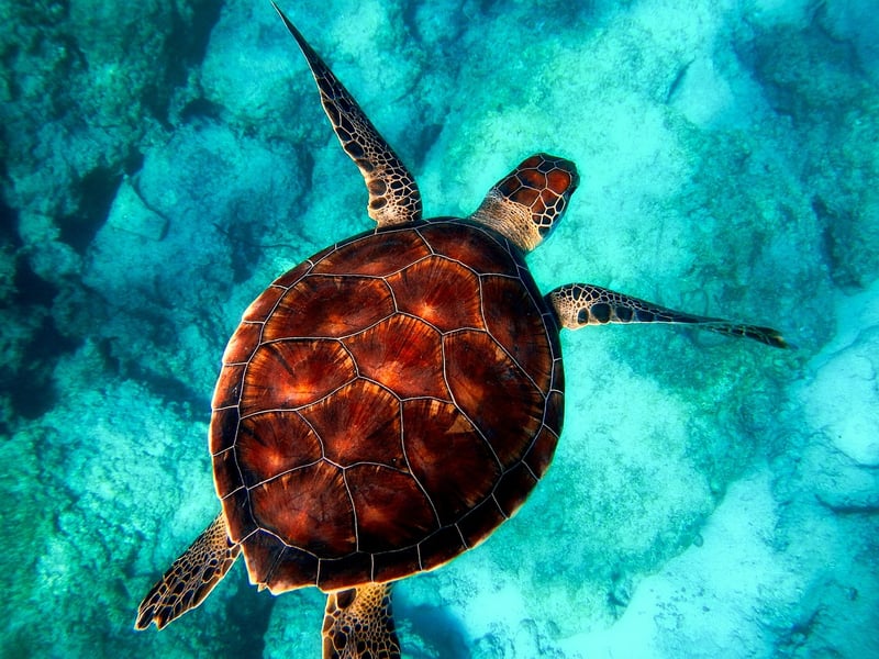 Sea Turtle Conservation