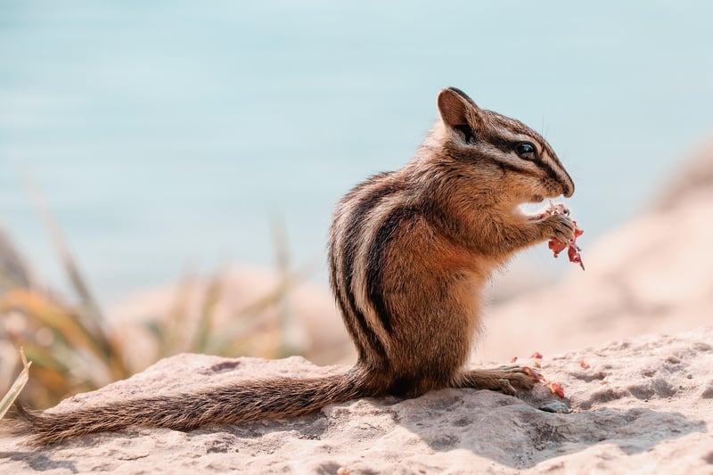 Wildlife Encounter